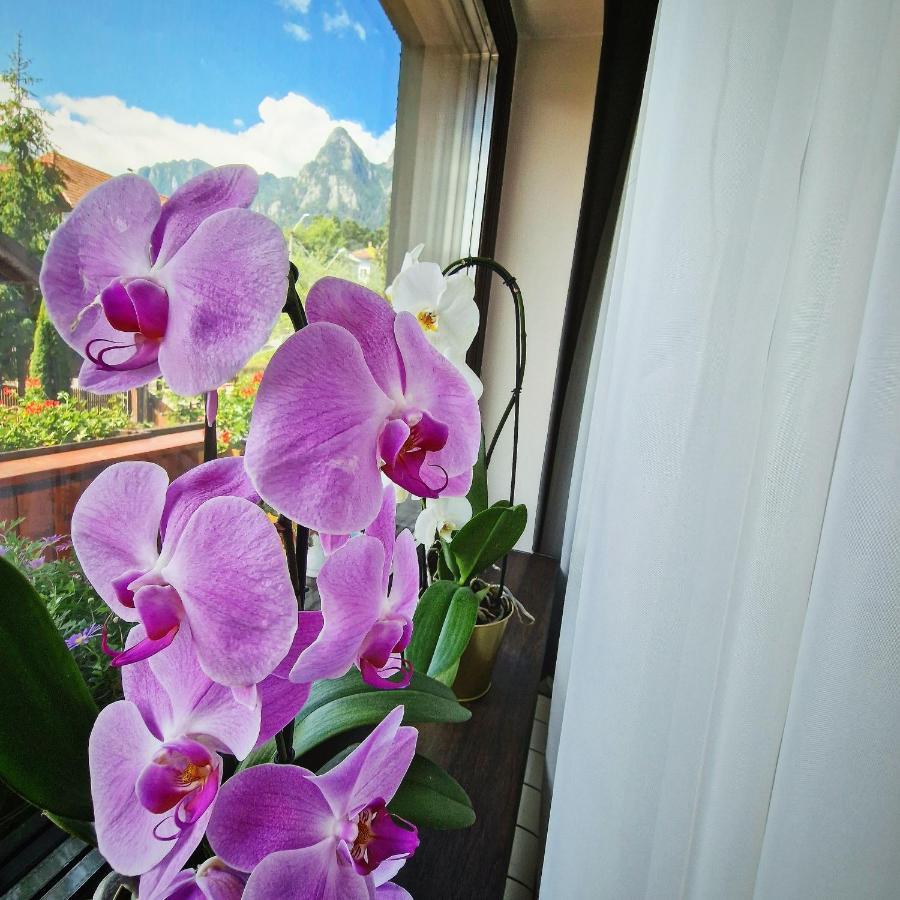 Amor Tirol Busteni (Adults Only) エクステリア 写真