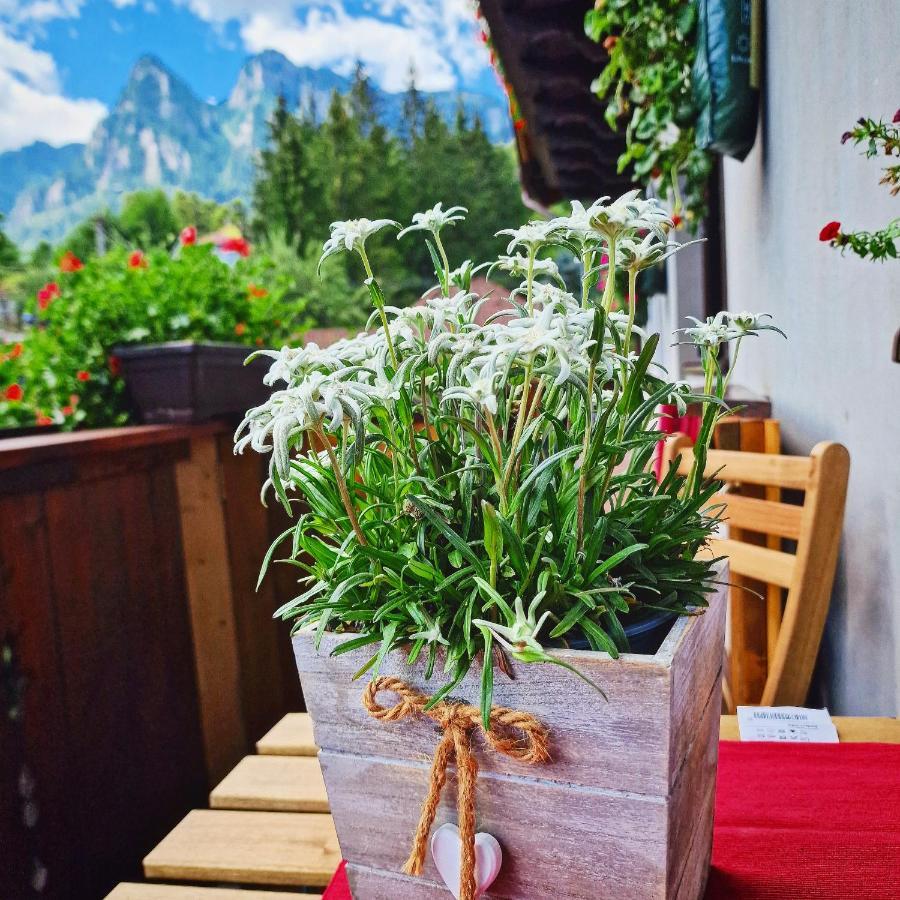 Amor Tirol Busteni (Adults Only) エクステリア 写真
